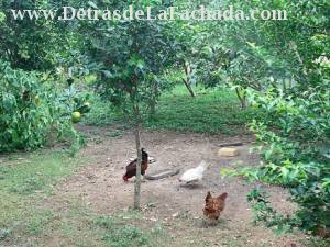 Animal en una parte del terreno.