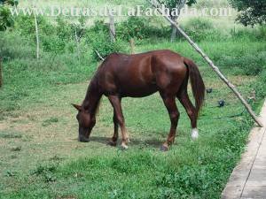 Animal en una parte del terreno.