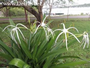 Jardin con los lirios