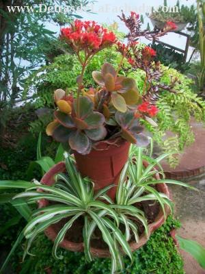 Calle 25 nº 905 entre Paseo y A