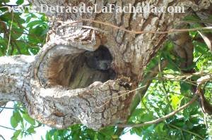 Calle Orlando Nodarse # 1-2 entre Pasaje B y calle Adela Azcuy