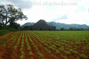 Calle Rafael Trejo # 15