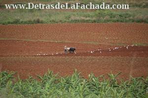 Calle Rafael Trejo # 15