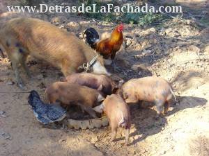 Calle Orlando Nodarse # 1-2 entre Pasaje B y calle Adela Azcuy