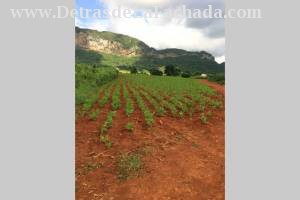 Salvador cisnero nro 8-B despues del policlinico