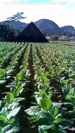 Plantación de tabaco
