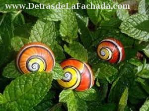 Calle Ayllon #7707/ Contreras y Manzano