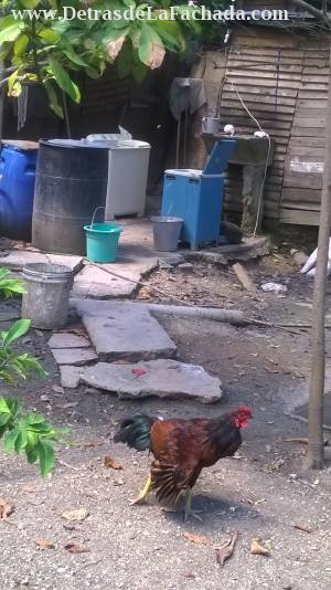 Rear of the property