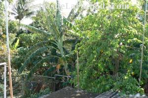 Courtyard of land which, in the end, bordered by t