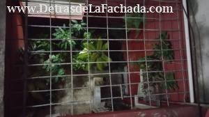 Fernando de Zayas 418