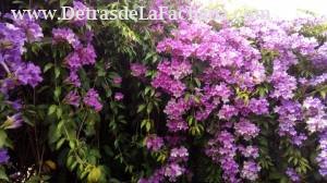 Calle E No 1A Entre trejo y Ferrán cumanayagua