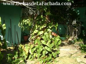 Nuevo vedado. La Habana