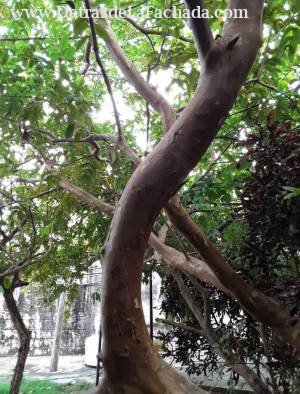 Figueroa y Santa Catalina