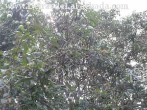 GangaFinca2500mts2conCasa,4/4.Sierra Maestra.Boyeros(b1a57) - $55,000