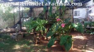 Patio 2 con plantas ornamentales y mata de mango