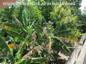 Patio planted 500 metres