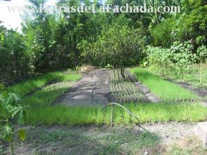 calle Los reynaldos  n 70