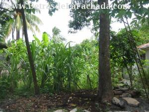 calle Los reynaldos  n 70