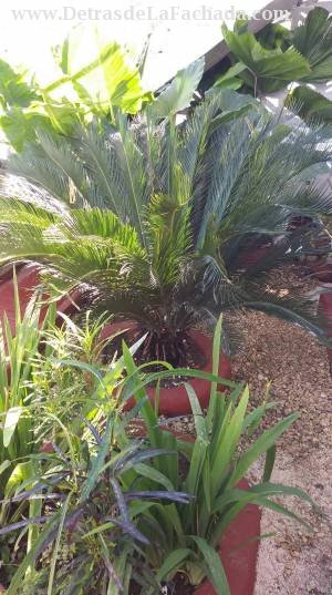 Calle Cornelio Porro #172 reparto Garrido