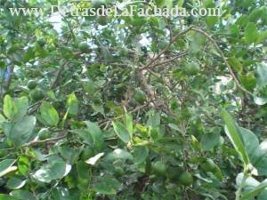 Calle 8va. #21 e/ 5ta. y Betancourt