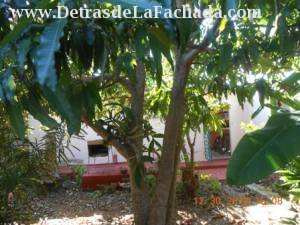 Patio con árboles frutales