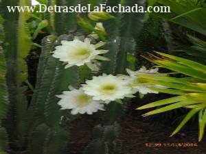 Cactus florecido