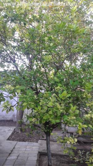 Calle 12, N° 304, entre 11 y 13