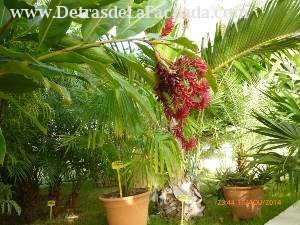 Calle 12, N° 304, entre 11 y 13