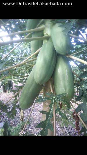 Finca almentero Canasi